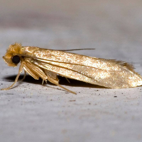 Trap «Household (food) moth»