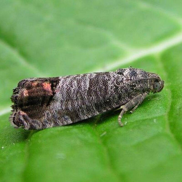Trap «Codling moth»