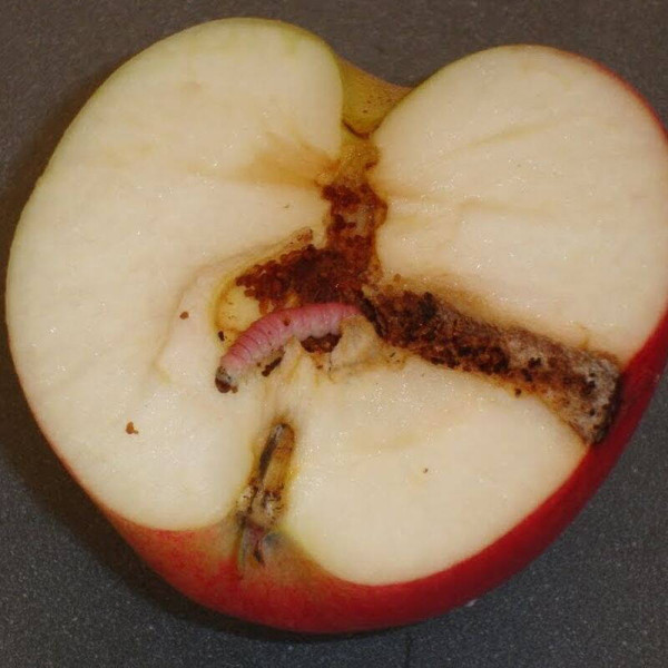 Trap «Codling moth»