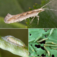 Trap «Diamondback moth»