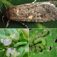 Trap «Small mottled willow moth (tomato)»