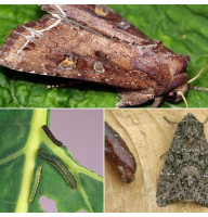 Trap «Mamestra oleracea»