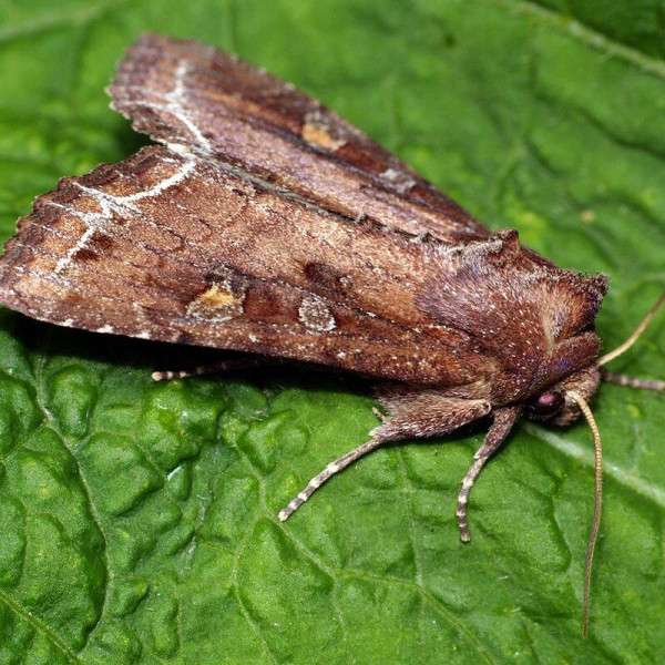 Trap «Mamestra oleracea»