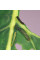 Trap «Mamestra oleracea»