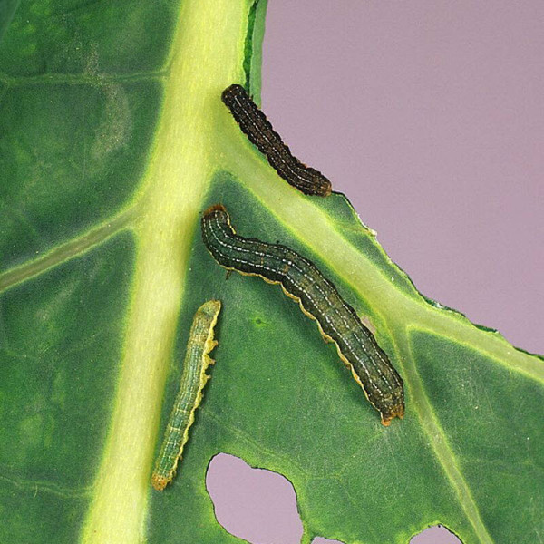 Trap «Mamestra oleracea»