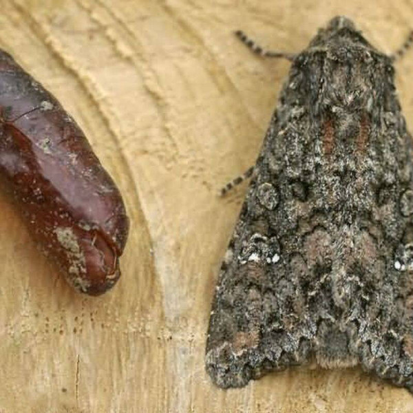 Trap «Mamestra oleracea»
