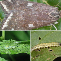 Trap «Meadow moth»