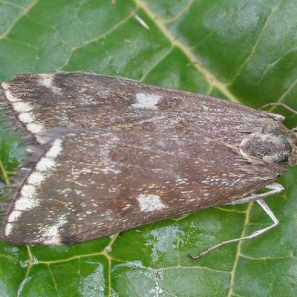 Trap «Meadow moth»