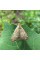 Trap «Meadow moth»