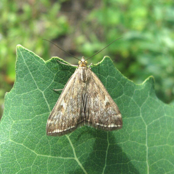 Trap «Meadow moth»