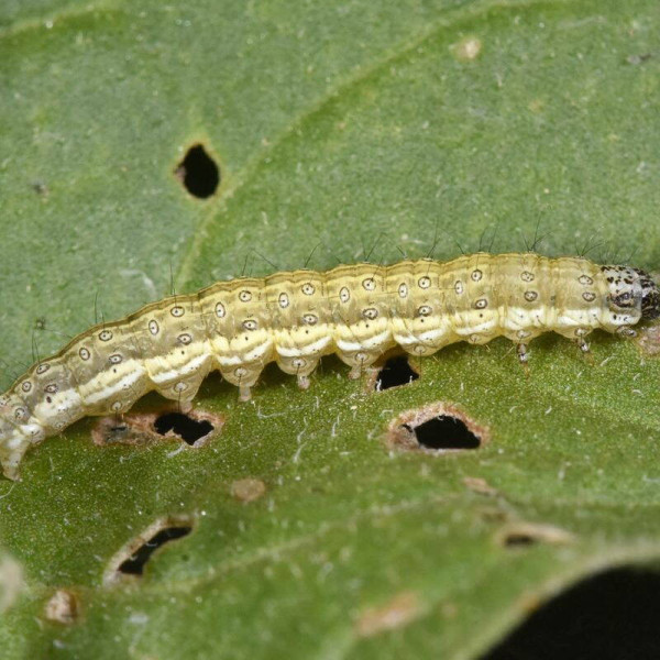 Trap «Meadow moth»