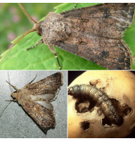 Trap «Turnip moth»