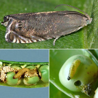 Trap «Pea moth»
