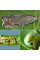 Trap «Pea moth»