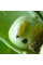 Trap «Pea moth»