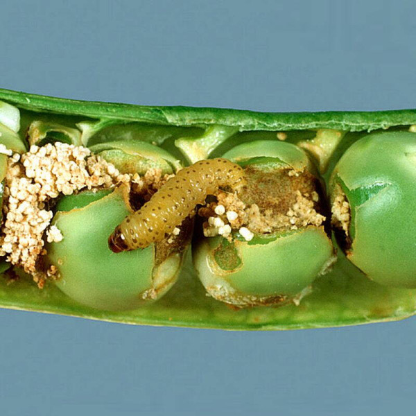 Trap «Pea moth»