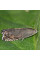Trap «Pea moth»
