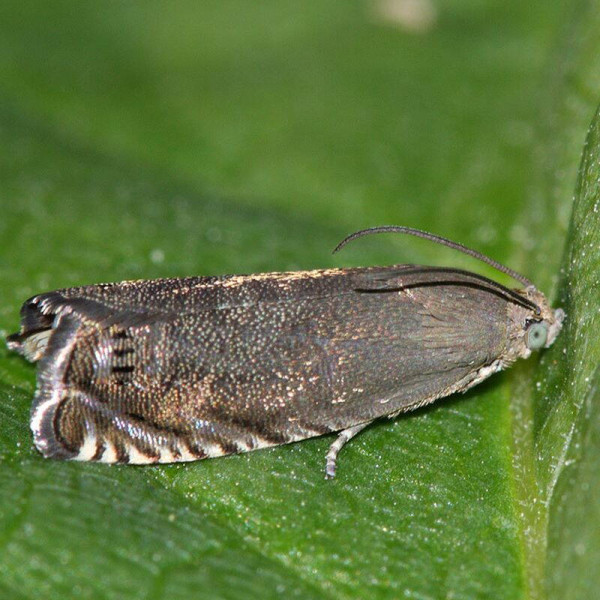 Trap «Pea moth»