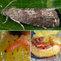Trap «Plum moth»