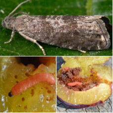 Trap «Plum moth»