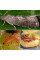 Trap «Plum moth»