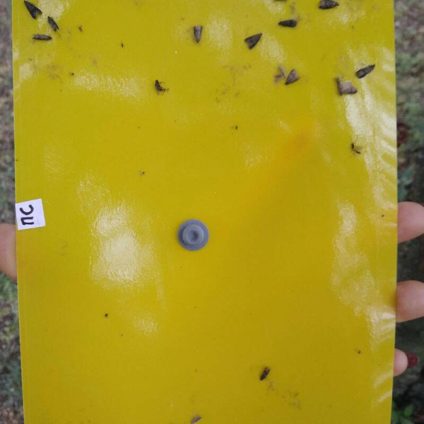 Trap «Plum moth»