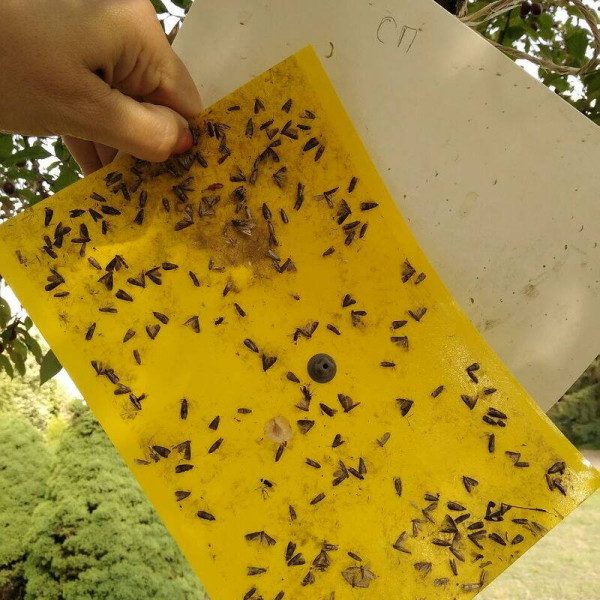 Trap «Plum moth»