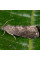 Trap «Plum moth»