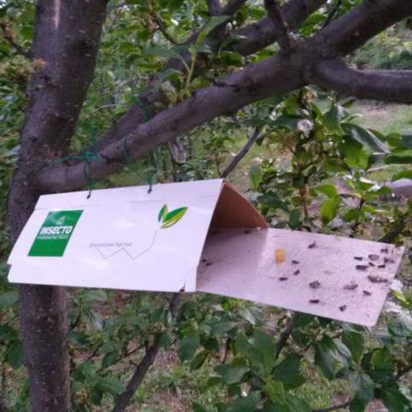 Trap «Plum moth»