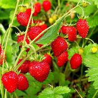 Strawberry seeds «Alexandria»