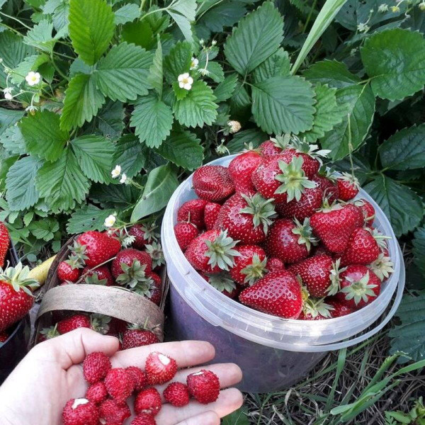 Насіння суниці «Барон Солемахер»