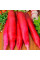 Daikon seeds «Red giant»