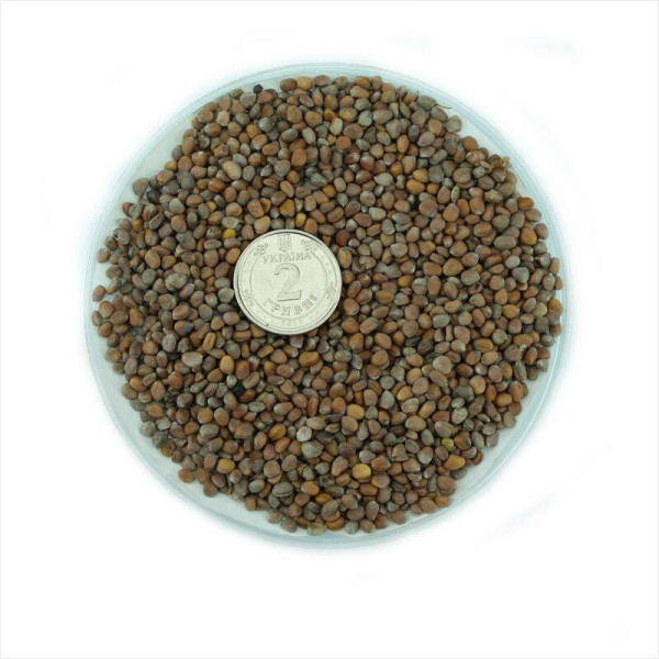 Daikon seeds «Red giant»