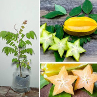 Carambola seeds