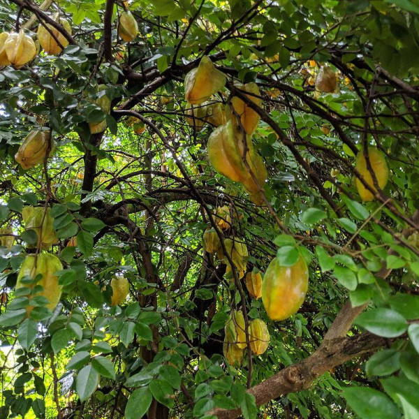 Carambola seeds