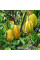 Carambola seeds