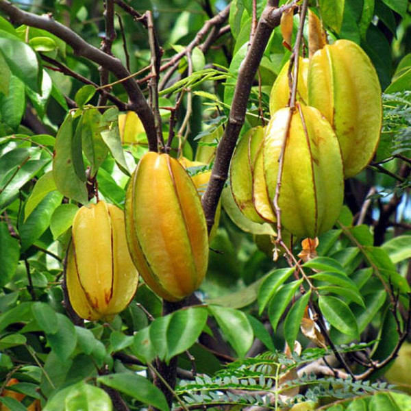 Carambola seeds