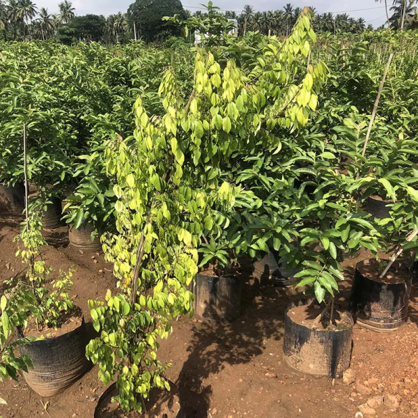 Carambola seeds