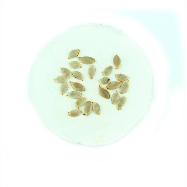 Carambola seeds