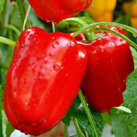 Sweet pepper seeds «Ukrainian miracle»