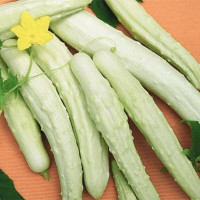 Cucumber seeds «White delicacy»