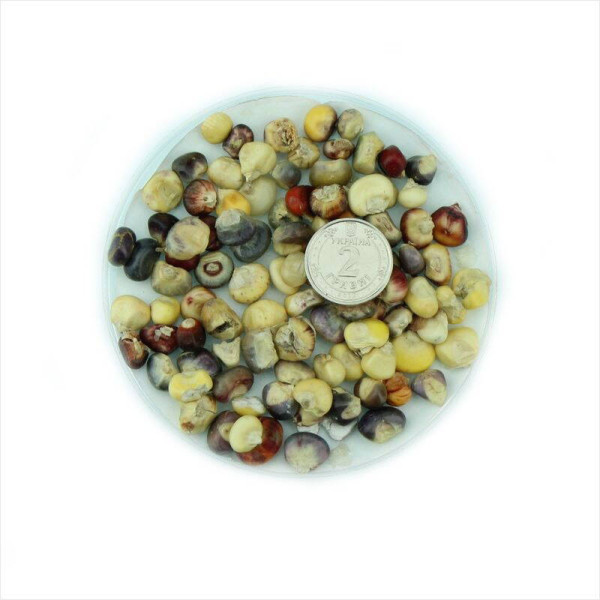 Corn seeds «Montana»