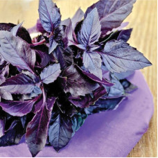 Basil seeds «Purple» inlaid