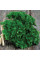 Parsley seeds «Paramount» inlaid