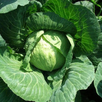 Cabbage seeds «Golden hectare» coated