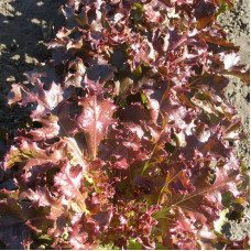 Salad seeds «Vyshyvanka»
