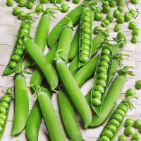 Pea seeds «Lankovy»
