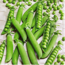 Pea seeds «Lankovy»