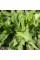 Sorrel seeds «Start»