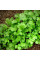 Coriander seeds «Jubilee»
